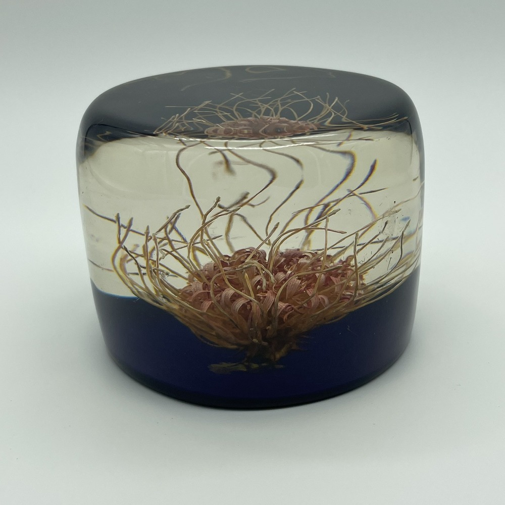 VTG Lucite‎ Dried Thistle Flower Paperweight Acrylic Resin HandMade In Zimbabwe